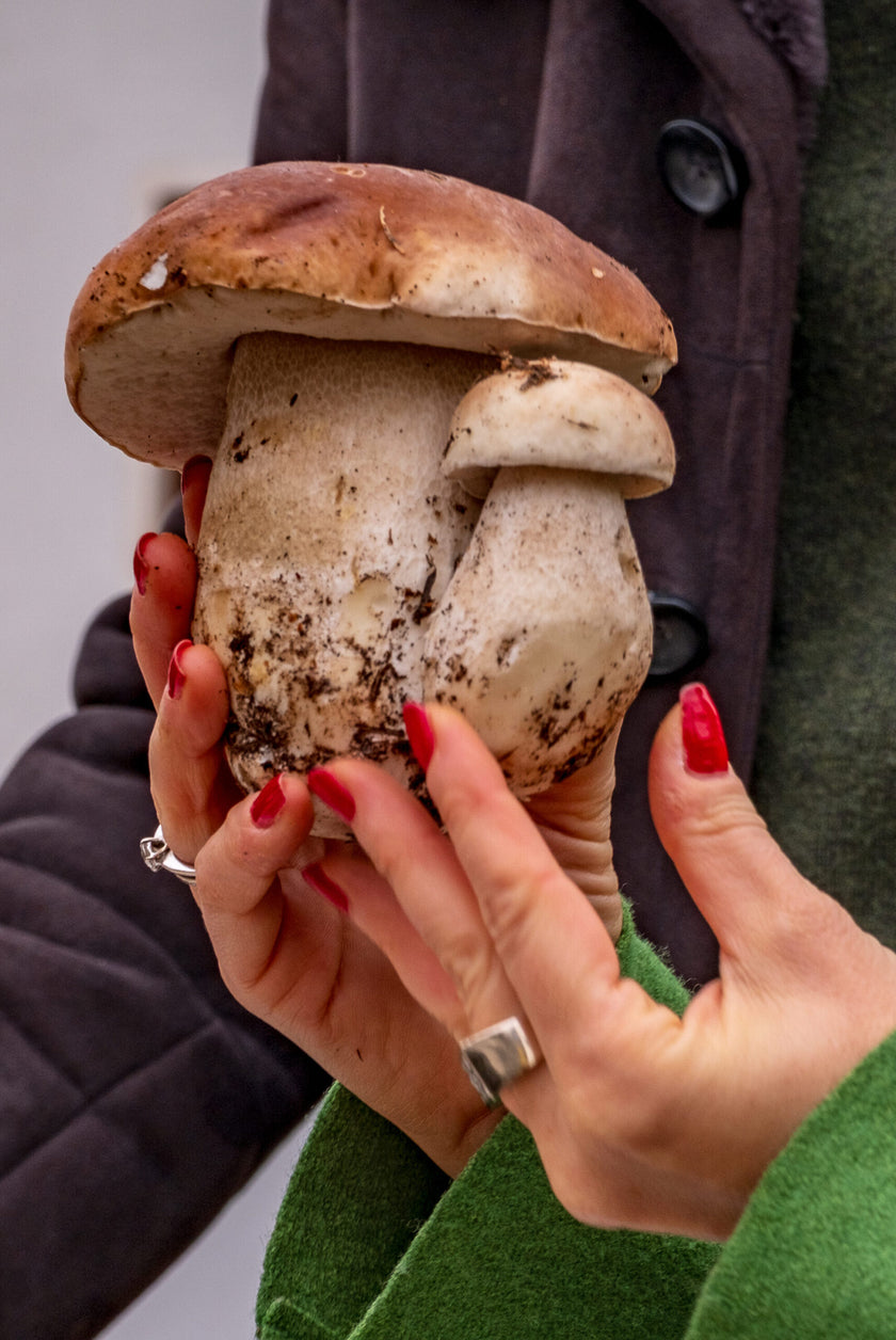 Frisch gesammelte Steinpilze in den Händen