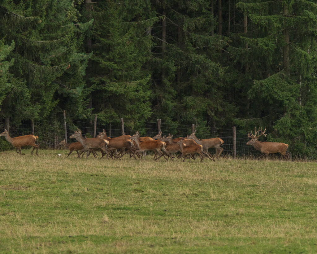 Wildherde in Bewegung vor dem Waldrand