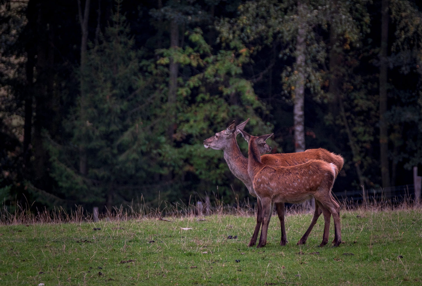 Rotwild am Waldrand