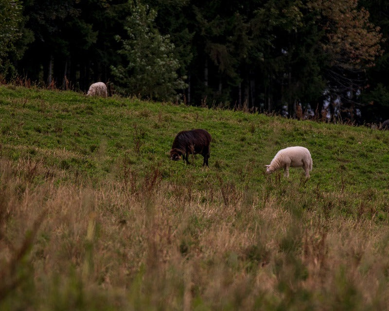 Schafe auf der Weide vor dem Wald