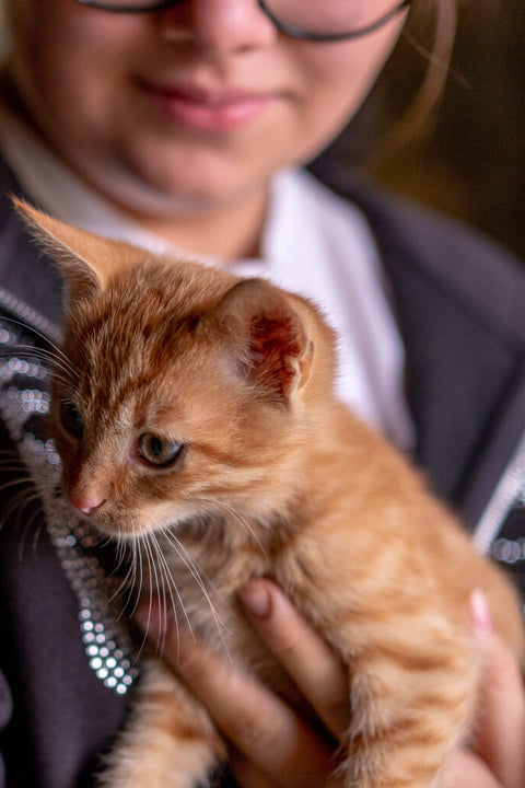 Junge Katze am Arm – Leben am Hof