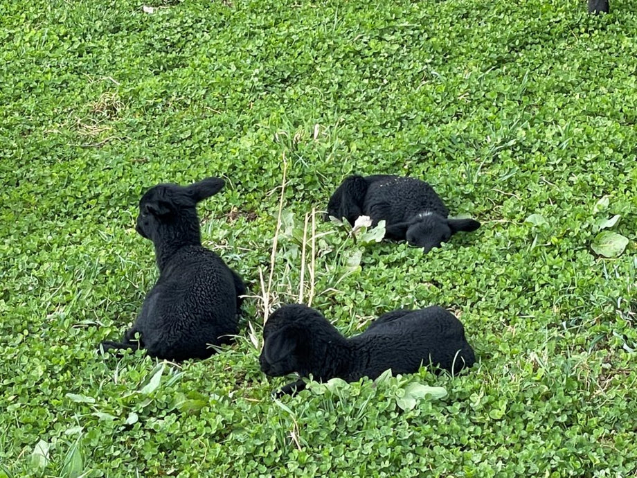 Schwarze Lämmer rasten im Klee