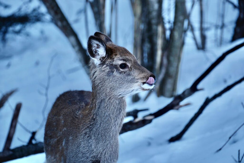 Junges Wild im verschneiten Wald
