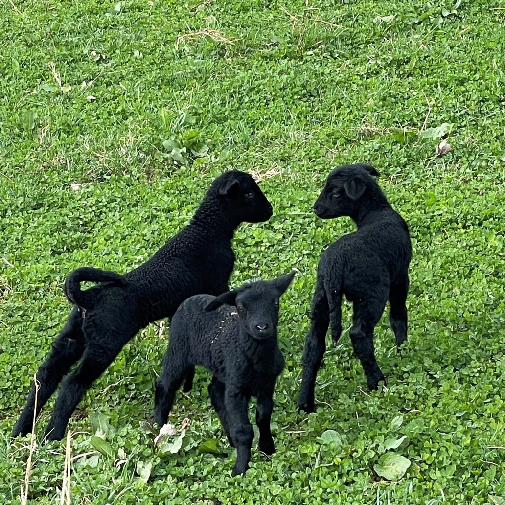 Drei schwarze Lämmer auf der Weide