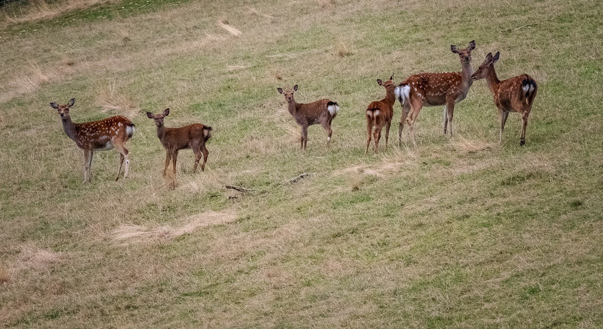 Wildherde auf der Weide in der Oststeiermark